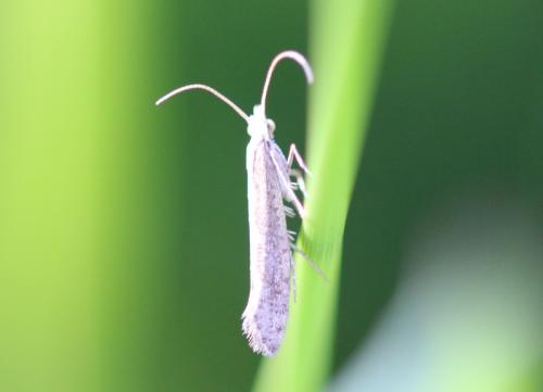 Réf. 322 277 : Plutella xylostella